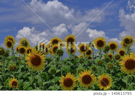 太陽の花 太陽の花 140613793
