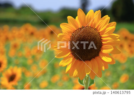 太陽の花 140613795