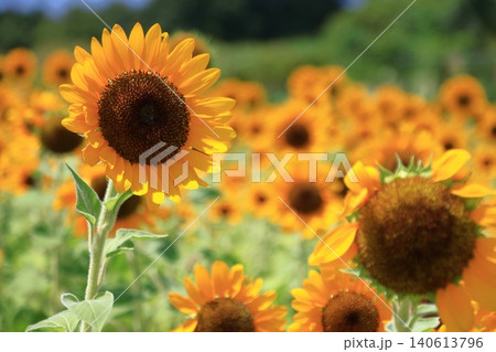 太陽の花 太陽の花 140613796