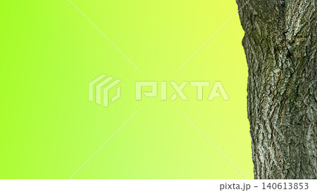 Green yellow gradient with wrinkled trunk bark of tree Green yellow gradient with wrinkled trunk bark of tree 140613853
