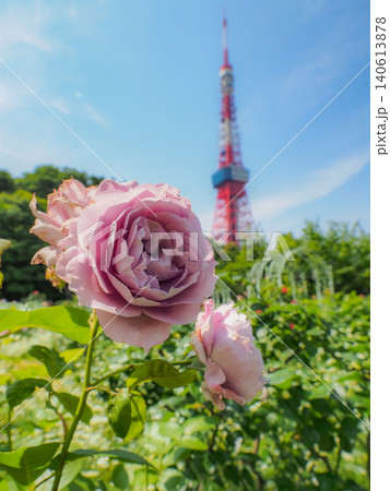 芝公園の青空に映えるバラ 芝公園の青空に映えるバラ 140613878