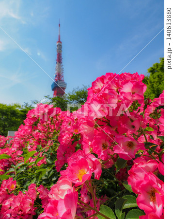 芝公園の青空に映える花々 芝公園の青空に映える花々 140613880