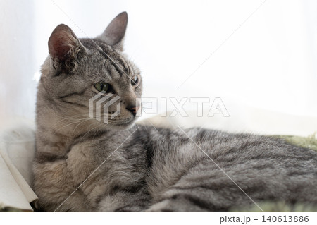 くつろぐ猫　サバトラ猫 140613886