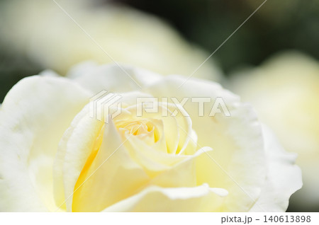 薔薇のクローズアップ 薔薇のクローズアップ 140613898