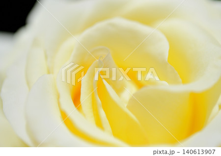 薔薇のクローズアップ 薔薇のクローズアップ 140613907