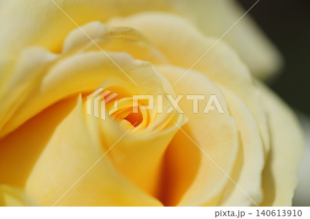 薔薇のクローズアップ 薔薇のクローズアップ 140613910