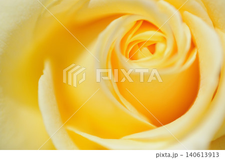 薔薇のクローズアップ 140613913