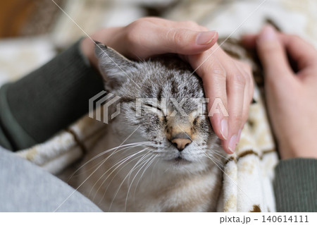 可愛い猫に触れる飼い主 可愛い猫に触れる飼い主 140614111
