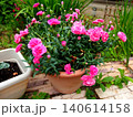 鉢に植えられたピンクの花 140614158
