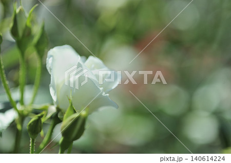 バラ園でみた花 バラ園でみた花 140614224