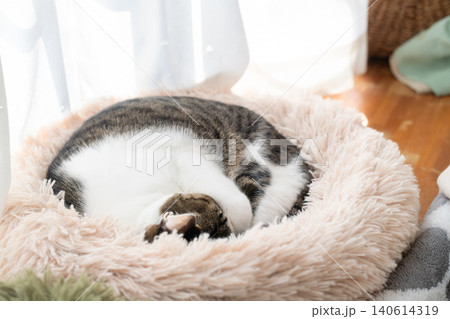 眠る可愛い猫 キジトラ白 眠る可愛い猫 キジトラ白 140614319