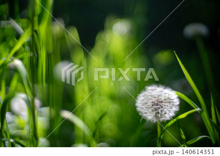 Dandelion Seed Heads Green Grass Bokeh Nature Photo Dandelion Seed Heads Green Grass Bokeh Nature Photo 140614351