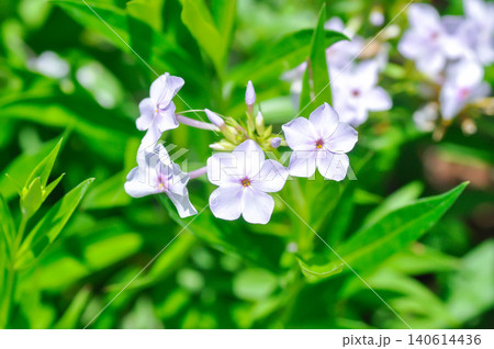 Garden Phlox or Herbaceous perennial or Phlox drummondii Hook or Polemoniaceae or Pride of Texas or Star Phlox or light purple flower 140614436