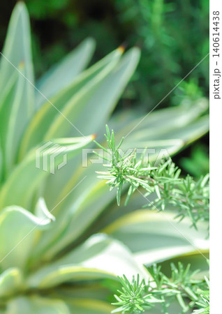 rosemary, rosmarinus or rosmarinus officinalis rosemary, rosmarinus or rosmarinus officinalis 140614438