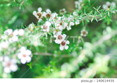 manuka or Astartea affinis, Broom tea tree or Chamelaucium uncinatum or Leptospermum scoparium or manuka flower or Myrtaceae or New Zealand manuka or Tea tree or west coast astartea flower manuka or Astartea affinis, Broom tea tree or Chamelaucium uncinatum or Leptospermum scoparium or manuka flower or Myrtaceae or New Zealand manuka or Tea tree or west coast astartea flower 140614439