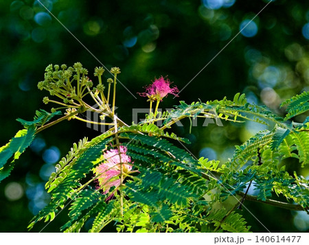 就眠運動をする植物 マメ科ネムノキ亜科ネムノキの開花 就眠運動をする植物 マメ科ネムノキ亜科ネムノキの開花 140614477