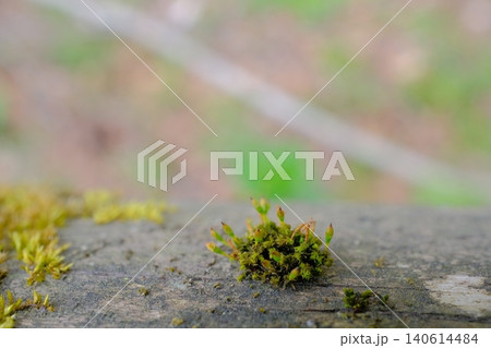 苔の芽生えのエコロジーイメージ 140614484