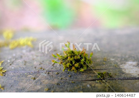 苔の芽生えのエコロジーイメージ 140614487