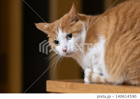 見つめる猫　茶トラ白 140614590
