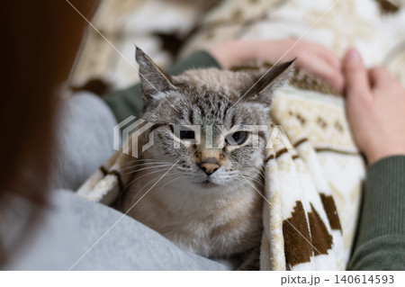 可愛い猫に触れる飼い主 可愛い猫に触れる飼い主 140614593