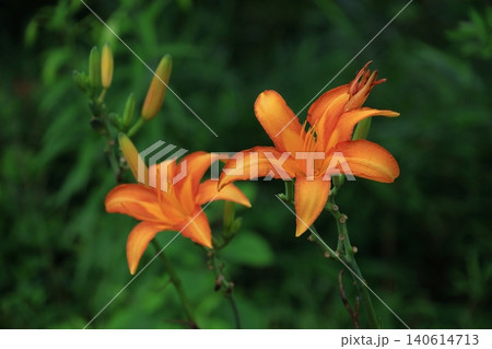 恋忘れ草 恋忘れ草 140614713