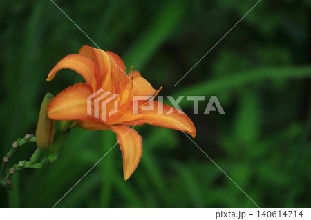 恋忘れ草 恋忘れ草 140614714