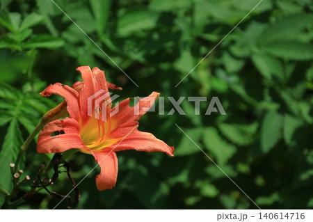 恋忘れ草 恋忘れ草 140614716