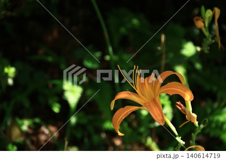 恋忘れ草 恋忘れ草 140614719