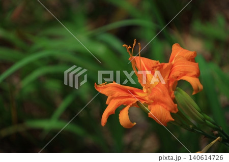 恋忘れ草 恋忘れ草 140614726