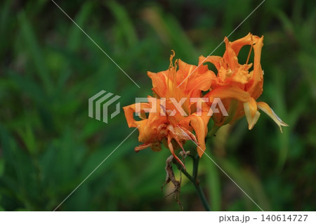 恋忘れ草 恋忘れ草 140614727