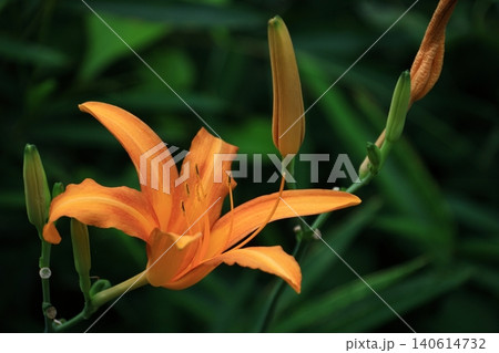 恋忘れ草 恋忘れ草 140614732