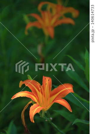 恋忘れ草 140614733
