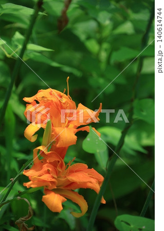 恋忘れ草 140614744
