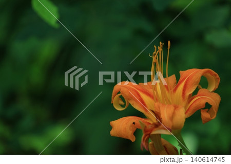 恋忘れ草 140614745