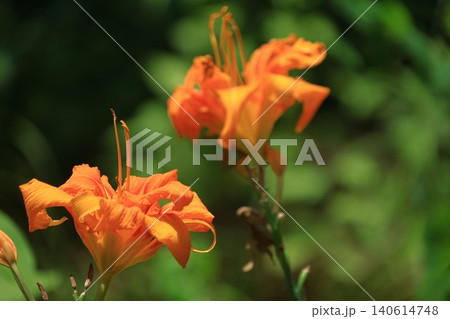 恋忘れ草 恋忘れ草 140614748