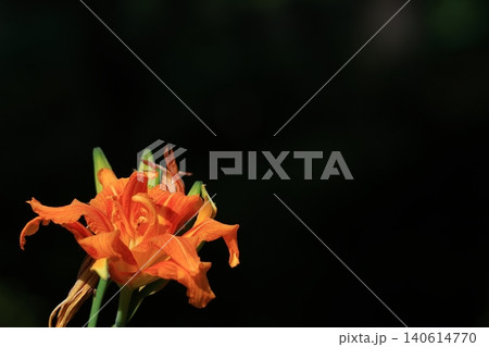 恋忘れ草 140614770