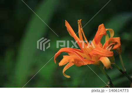恋忘れ草 恋忘れ草 140614773