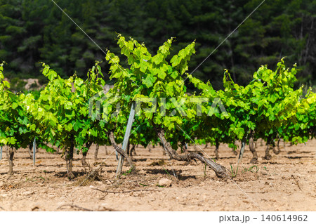 Low growing grapevines in Mediterranean vineyard under bright summer sunlight 140614962