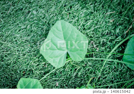 Ivy gourd , Coccinia grandis or CUCURBITACEAE Ivy gourd , Coccinia grandis or CUCURBITACEAE 140615042