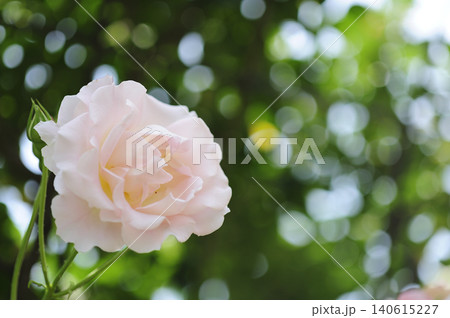 薔薇のクローズアップ 薔薇のクローズアップ 140615227