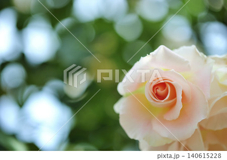薔薇のクローズアップ 薔薇のクローズアップ 140615228