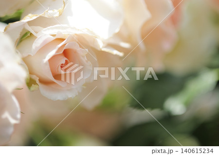 薔薇のクローズアップ 140615234