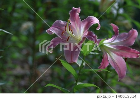 純潔を象徴する花 純潔を象徴する花 140615314