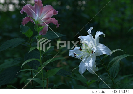 純潔を象徴する花 純潔を象徴する花 140615326