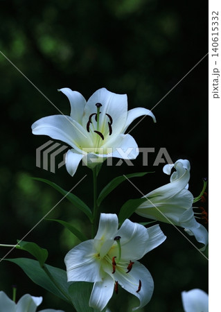 純潔を象徴する花 純潔を象徴する花 140615332