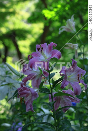 純潔を象徴する花 純潔を象徴する花 140615343