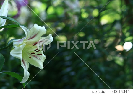 純潔を象徴する花 純潔を象徴する花 140615344