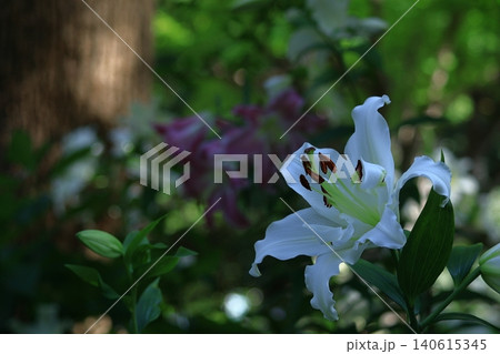 純潔を象徴する花 純潔を象徴する花 140615345