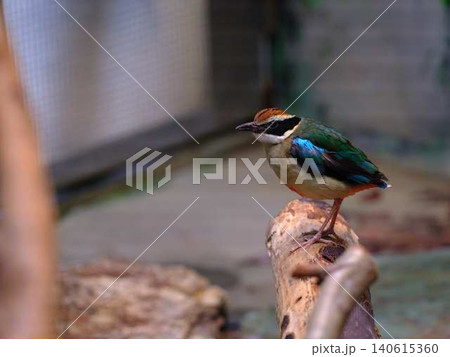 幻の鳥ヤイロチョウ 幻の鳥ヤイロチョウ 140615360