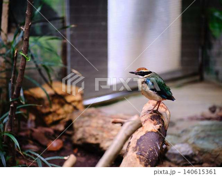 幻の鳥ヤイロチョウ 幻の鳥ヤイロチョウ 140615361